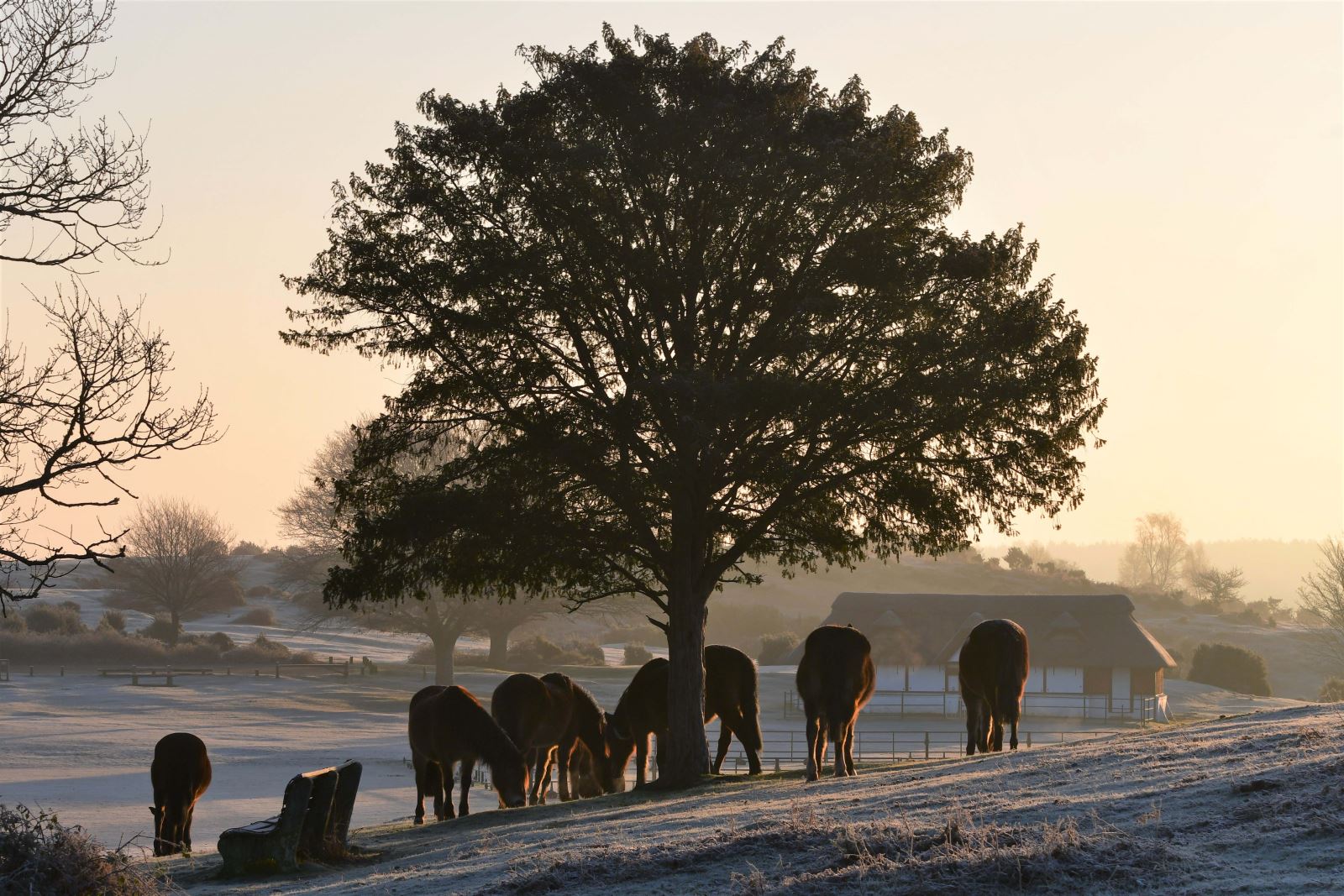 New Forest Ponies gathered in early morning light
